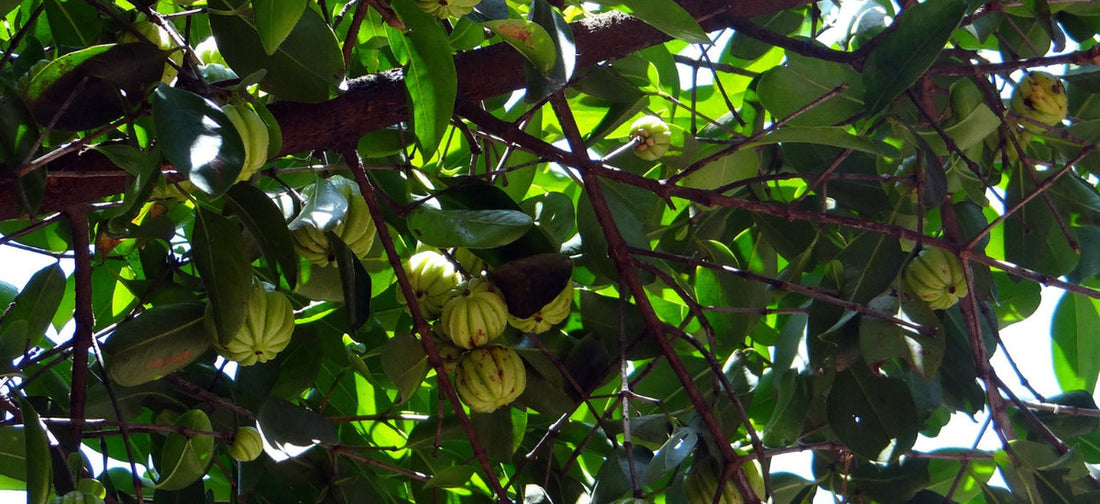 garcinia cambogia
