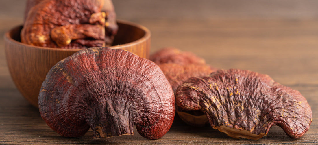 grzyby reishi