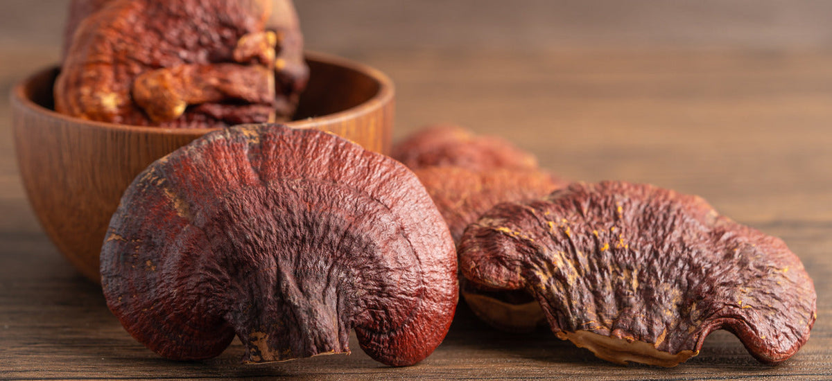 grzyby reishi