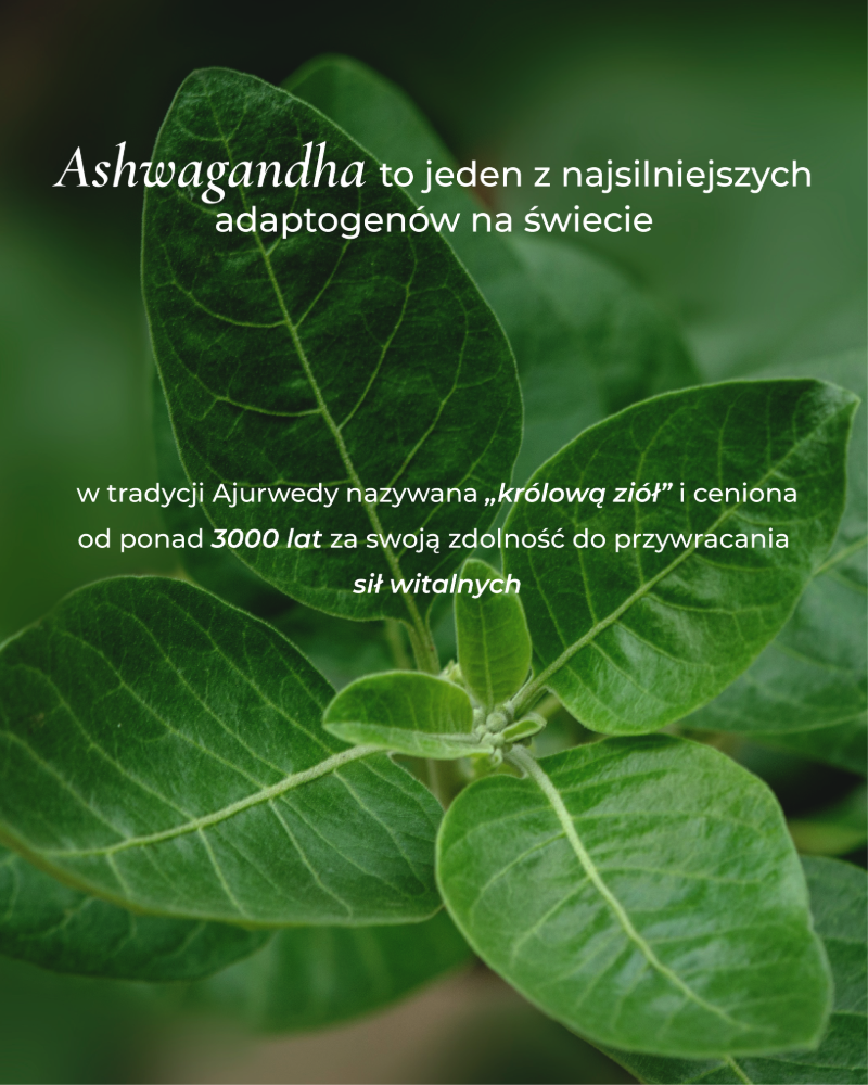 zielone liście ashwagandhy 